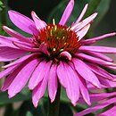 Echinacea Pink Poodle