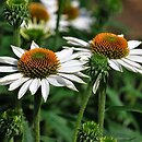 Echinacea Purity