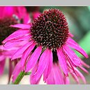 Echinacea Raspberry Tart