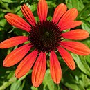 Echinacea Red Pearl