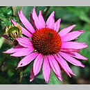 Echinacea Ruby Giant