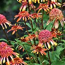 Echinacea Secret Desire