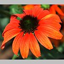 Echinacea Tangerine Dream