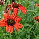 Echinacea Tomato Soup