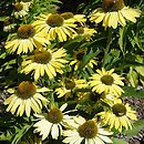 Echinacea White Pearl