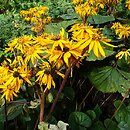 Ligularia dentata Desdemona