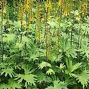 Ligularia przewalskii (języczka Przewalskiego)