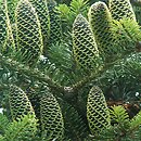 Abies ×arnoldiana (jodła Arnolda)