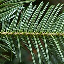 Abies balsamea (jodła balsamiczna)