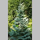 Abies lasiocarpa (jodła górska)