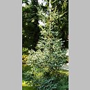 Abies pinsapo (jodła hiszpańska)