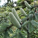 Abies pinsapo Kelleriis