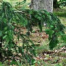Abies nordmanniana Pendula