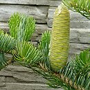 Abies holophylla (jodła mandżurska)