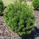 Abies sibirica (jodła syberyjska)