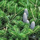 Abies koreana (jodła koreańska)