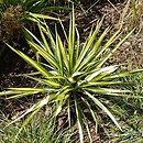 Yucca filamentosa Color Guard