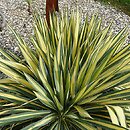 Yucca filamentosa Gold Heart