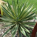 Yucca gloriosa Variegata