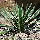 Yucca gloriosa (jukka wspaniała)