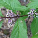 Callicarpa japonica You Who