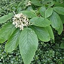 Viburnum veitchii (kalina Veitcha)