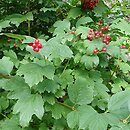 Viburnum trilobum Wentworth
