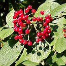 Viburnum lantana (kalina hordowina)