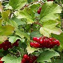 Viburnum opulus (kalina koralowa)