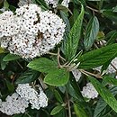 Viburnum Pragense