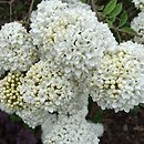 Viburnum Eskimo