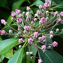 Kalmia (kalmia)