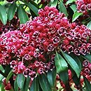 Kalmia latifolia Kaleidoskop