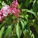 Kalmia latifolia (kalmia szerokolista)