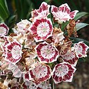 Kalmia latifolia Minuet