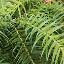 Cunninghamia lanceolata (kaningamia chińska)