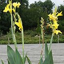 Canna glauca (kanna wodna)