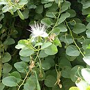 Capparis spinosa (kapary cierniste)