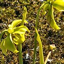Sarracenia flava (kapturnica żółta)