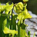 Sarracenia flava var. rugelii