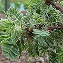 Caragana jubata (karagana grzywiasta)