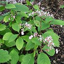 Hydrangea moellendorffii