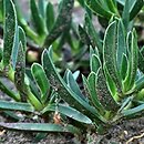 Carpobrotus edulis (karpobrot jadalny)