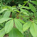 Aesculus ×bushii (kasztanowiec Busha)