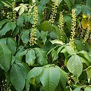 Aesculus parviflora (kasztanowiec drobnokwiatowy)