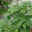 Aesculus glabra Sofia