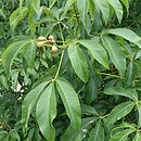 Aesculus sylvatica (kasztanowiec leśny)