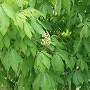Aesculus ×neglecta Erythroblastos