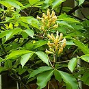 Aesculus flava (kasztanowiec żółty)