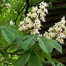 Aesculus (kasztanowiec)